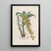 Sertum orchidaceum Une couronne des plus belles fleurs orchidées Pl33 - John Lindley — quadro incorniciato alla parete