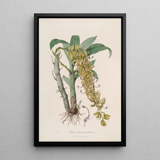 John Lindley - Sertum orchidaceum A wreath of the most beautiful orchidaceous flowers Pl33.webp