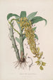 Sertum orchidaceum Une couronne des plus belles fleurs orchidées Pl33 - John Lindley — vista dell’opera