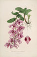 Sertum orchidaceum Une couronne des plus belles fleurs orchidées Pl35 - John Lindley — vista dell’opera