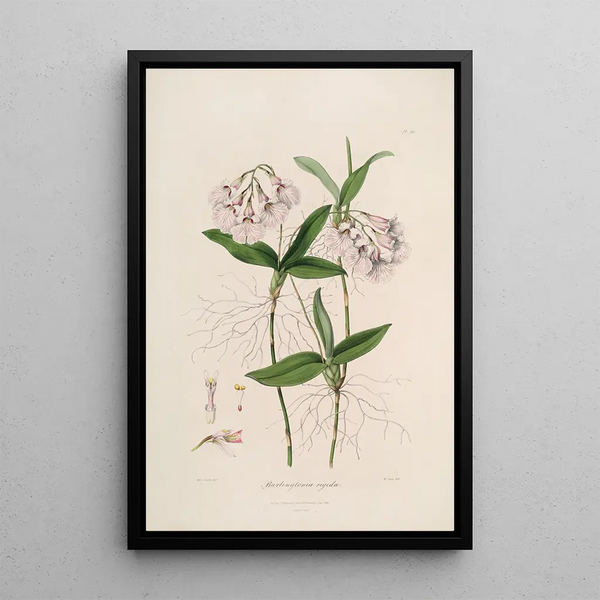 John Lindley - Sertum orchidaceum A wreath of the most beautiful orchidaceous flowers Pl36.webp