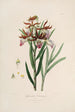 Sertum orchidaceum Une couronne des plus belles fleurs orchidées Pl37 - John Lindley — vista dell’opera