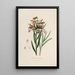Sertum orchidaceum Une couronne des plus belles fleurs orchidées Pl37 - John Lindley — quadro incorniciato alla parete