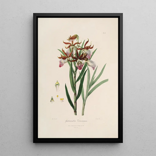 John Lindley - Sertum orchidaceum A wreath of the most beautiful orchidaceous flowers Pl37.webp