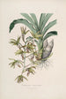 Sertum orchidaceum Una corona delle più belle fiori di orchidee Pl38 - John Lindley — vista dell’opera