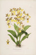 Sertum orchidaceum Una corona delle più belle fiori di orchidee Pl39 - John Lindley — vista dell’opera