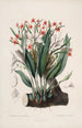 Sertum orchidaceum Une couronne des plus belles fleurs orchidées Pl40 - John Lindley — vista dell’opera