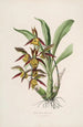 Sertum orchidaceum Une couronne des plus belles fleurs orchidées Pl41 - John Lindley — vista dell’opera