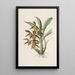 Sertum orchidaceum Une couronne des plus belles fleurs orchidées Pl41 - John Lindley — quadro incorniciato alla parete