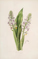 Sertum orchidaceum Une couronne des plus belles fleurs orchidées Pl42 - John Lindley — vista dell’opera