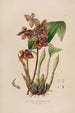 Sertum orchidaceum Une couronne des plus belles fleurs orchidées Pl43 - John Lindley — vista dell’opera