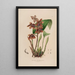 Sertum orchidaceum Une couronne des plus belles fleurs orchidées Pl43 - John Lindley — quadro incorniciato alla parete
