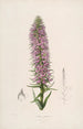 Sertum orchidaceum Une couronne des plus belles fleurs orchidées Pl44 - John Lindley — vista dell’opera