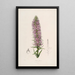 Sertum orchidaceum Une couronne des plus belles fleurs orchidées Pl44 - John Lindley — quadro incorniciato alla parete