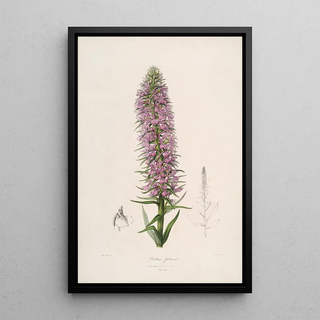 John Lindley - Sertum orchidaceum A wreath of the most beautiful orchidaceous flowers Pl44.webp