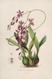 Sertum orchidaceum Une couronne des plus belles fleurs orchidées Pl46 - John Lindley — vista dell’opera