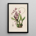 Sertum orchidaceum Une couronne des plus belles fleurs orchidées Pl46 - John Lindley — quadro incorniciato alla parete