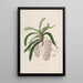 Sertum orchidaceum Une couronne des plus belles fleurs orchidées Pl47 - John Lindley — quadro incorniciato alla parete