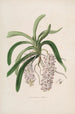 Sertum orchidaceum Une couronne des plus belles fleurs orchidées Pl47 - John Lindley — vista dell’opera