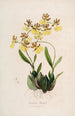 Sertum orchidaceum Une couronne des plus belles fleurs orchidées Pl48 - John Lindley — vista dell’opera