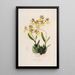 Sertum orchidaceum Une couronne des plus belles fleurs orchidées Pl48 - John Lindley — quadro incorniciato alla parete