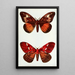 Papillons de nuit - John Merton Aldrich — quadro incorniciato alla parete