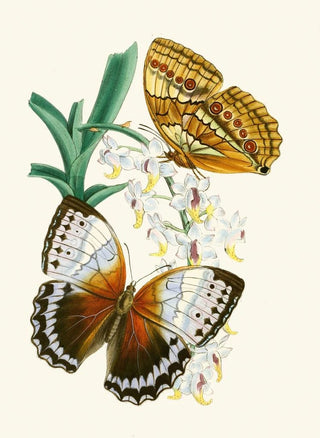 John Obadiah Westwood - The cabinet of oriental entomology Pl V.webp