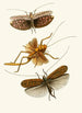 Le cabinet d'entomologie orientale Pl XVII - John Obadiah Westwood — vista dell’opera