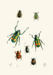 Le cabinet d'entomologie orientale Pl XVIII - John Obadiah Westwood — vista dell’opera
