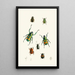 Le cabinet d'entomologie orientale Pl XVIII - John Obadiah Westwood — quadro incorniciato alla parete