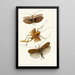 Le cabinet d'entomologie orientale Pl XVII - John Obadiah Westwood — quadro incorniciato alla parete