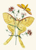 Le cabinet d'entomologie orientale Pl XXIII - John Obadiah Westwood — vista dell’opera