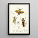 Le cabinet d'entomologie orientale Pl XXIV - John Obadiah Westwood — quadro incorniciato alla parete