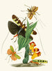 Le cabinet d'entomologie orientale Pl XXVI - John Obadiah Westwood — vista dell’opera