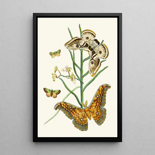 John Obadiah Westwood - The cabinet of oriental entomology Pl XXV.webp