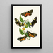 Le cabinet d'entomologie orientale Pl XXXIV - John Obadiah Westwood — quadro incorniciato alla parete