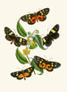 Le cabinet d'entomologie orientale Pl XXXIV - John Obadiah Westwood — vista dell’opera