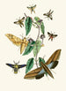 Le cabinet d'entomologie orientale Pl XXXI - John Obadiah Westwood — vista dell’opera