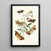 Le cabinet d'entomologie orientale Pl XXXVII - John Obadiah Westwood — quadro incorniciato alla parete