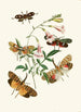 Le cabinet d'entomologie orientale Pl XXXVII - John Obadiah Westwood — vista dell’opera