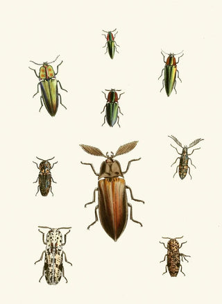 John Obadiah Westwood - The cabinet of oriental entomology Pl XXXVI.webp