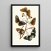 Le cabinet d'entomologie orientale Pl X - John Obadiah Westwood — quadro incorniciato alla parete