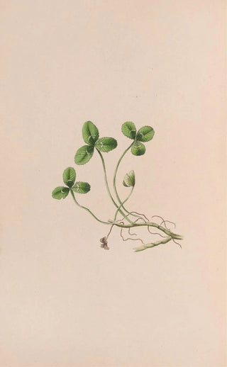 John Stevens Henslow - Lily Of The Valley.webp