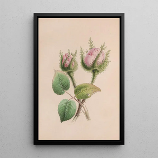 John Stevens Henslow - Musk Mallow.webp