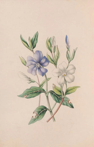 John Stevens Henslow - Periwinkle.webp