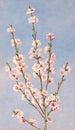 Fleurs de pêcher - John William Hill — vista dell’opera