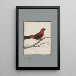 John William Lewin - Original watercolour drawings of birds and eggs Pl09.webp