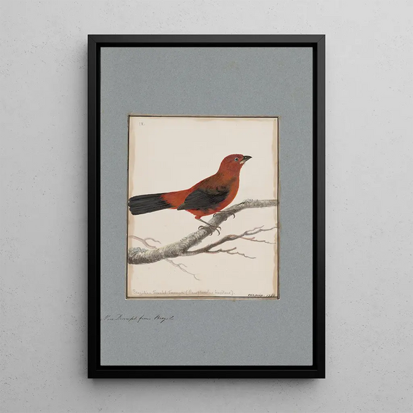 John William Lewin - Original watercolour drawings of birds and eggs Pl09.webp