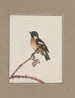 Disegni originali a acquerello di uccelli e uova Pl10 - John William Lewin — vista dell’opera