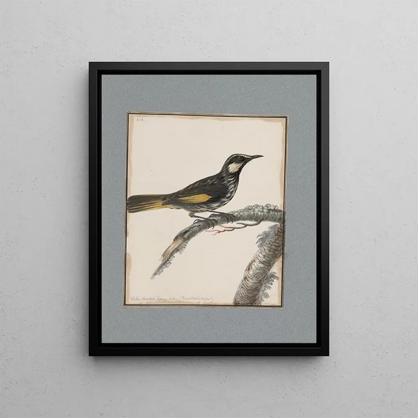 John William Lewin - Original watercolour drawings of birds and eggs Pl19.webp